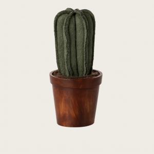 Cactus dans son pot