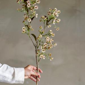 Tige waxflower blanc