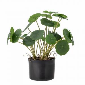Plante verte