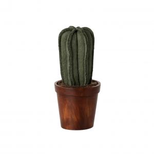 Cactus dans son pot